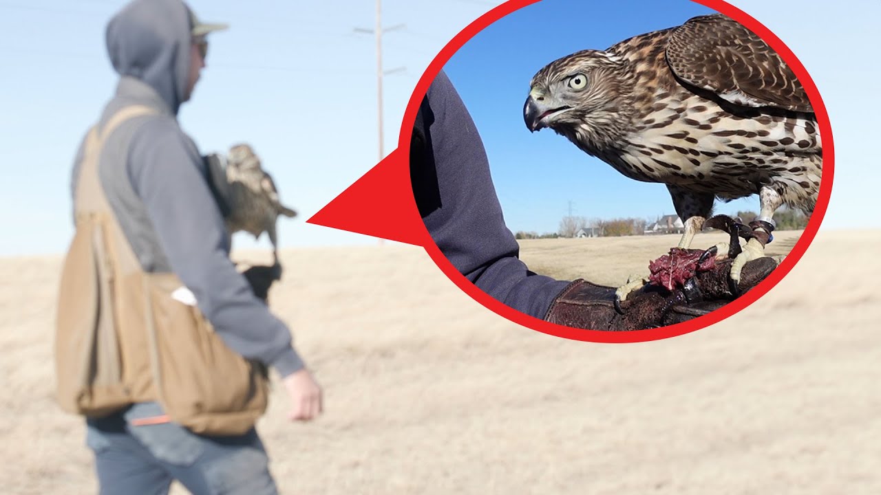 Hunting with Hawks: Inside the Life of a Master Falconer