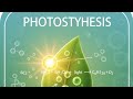Photosynthesis: The Miracle of Plant Life (प्रकाश संश्लेषण) #trending #trendingvideo #trendingshort