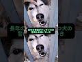 何気ない挨拶がきっかけで赤の他人だった人と一匹の犬の間に...