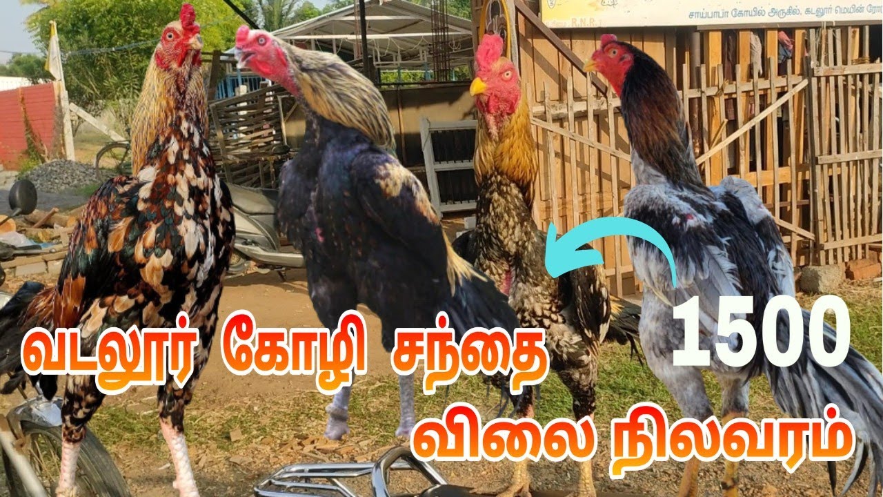 29/04/2023 வடலூர் கோழி சந்தை விலை நிலவரம் /Vadalur seval santhai price list #vadalur #pets #seval