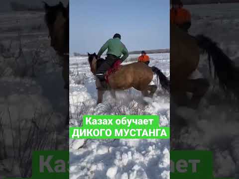 Видео: #horseracing #көкбөрү #jockey #kokboru #арғымақ #ат #kokpar2021 #жылкылар #көкпар #mustang