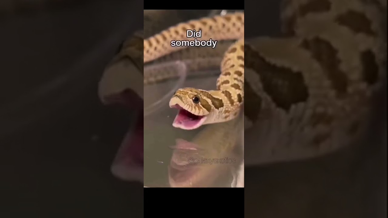 Did somebody say salami? 1hour edition