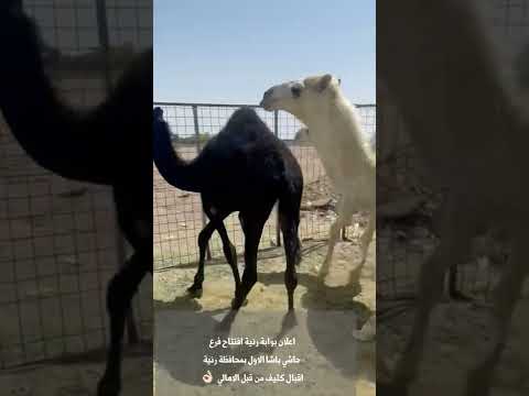 بوابة رنية اعلان عن افتتاح فرع شركة حاشي باشا برنية من انجح الإعلانات ل سناب بوابة رنية