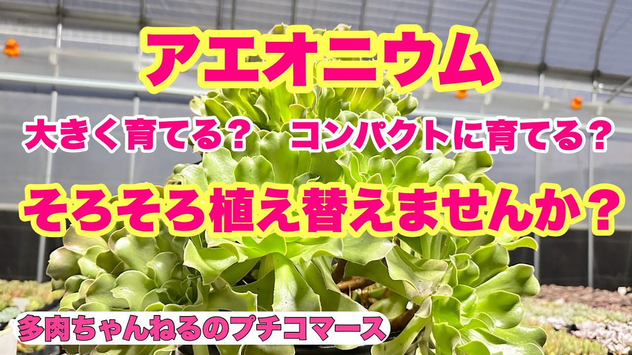 多肉植物】アエオニウム 💚大きく育てる❓コンパクトに育てる