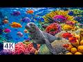 Horizon Bleu Exceptionnel En 4K Poissons De Récif Corallien éclatants Et Sons Océaniques Paisibles mp3