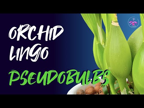Video: Pseudobulb Propagation - Orchids with Pseudobulb Roots