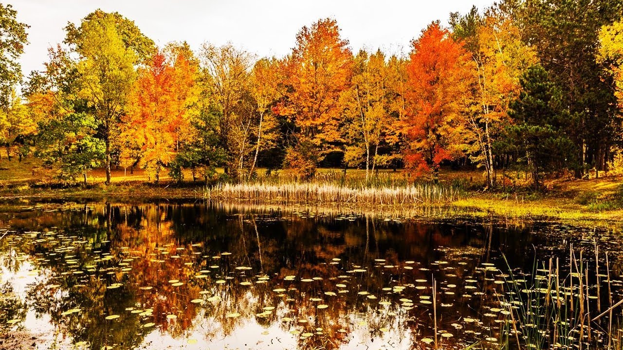 "Закружилась листва золотая" Юрий Старцев - YouTube