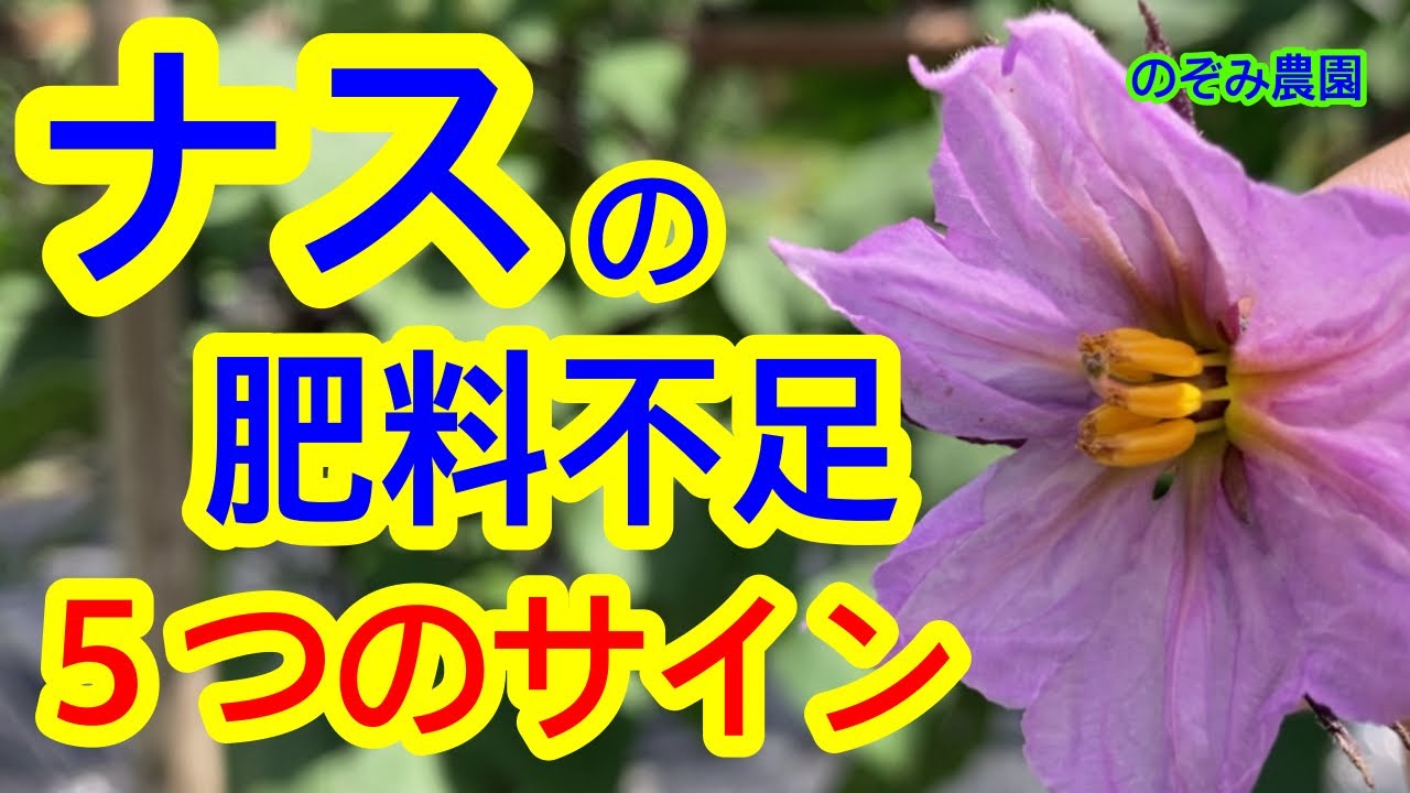 ナス 肥料 不足