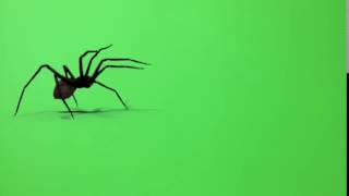 green screen spider