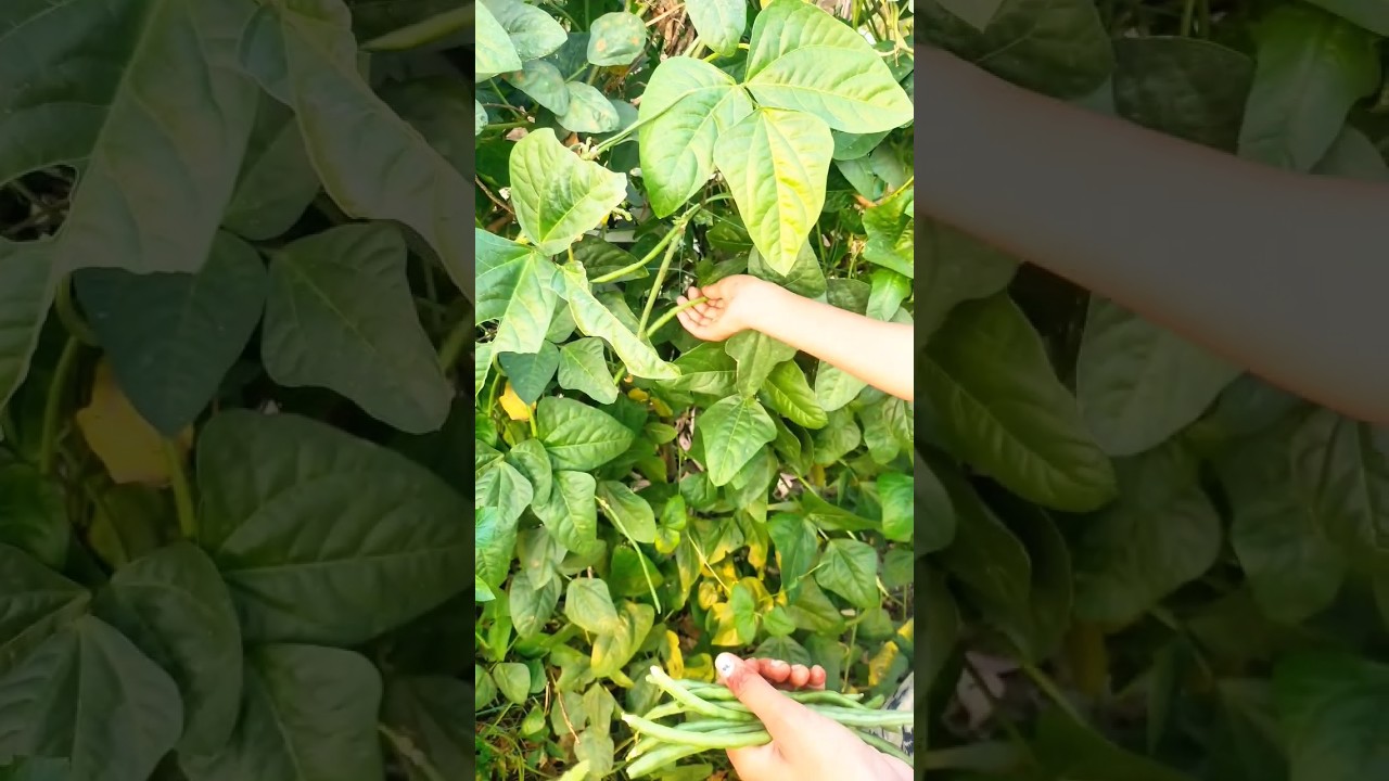 Green beans harvest 🥒