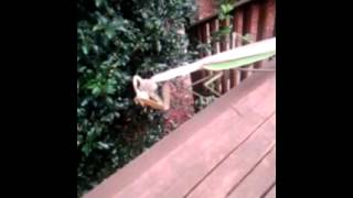 Praying Mantis eating a stink bug