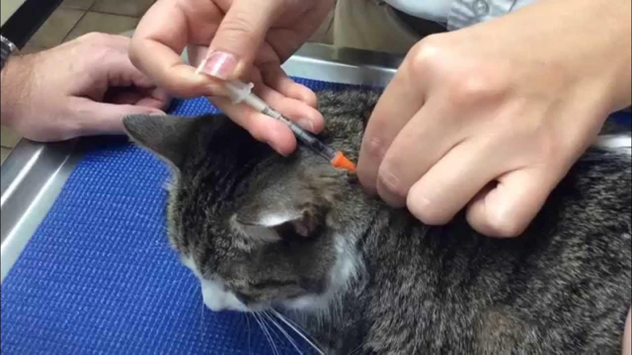Куда колоть котенка