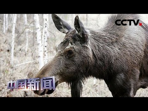 [中国新闻] 红外相机拍摄到大量珍稀野生动物 黑龙江首次拍摄到野生驼鹿吃奶 | CCTV中文国际