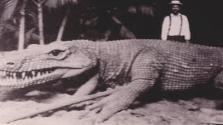 Top 15 Terrifying Giant Animals That Really Existed