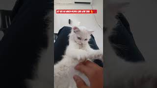 Love you kitti let's see 🙈 #cat #viralvideoshorts #viral #funny #catworld #catwatch #kitty
