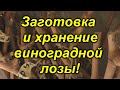 Как правильно заготовить и сохранить виноградную лозу для выращивания саженцев