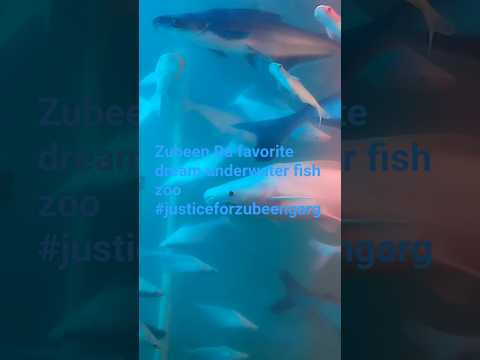 Zubeen Da favorite dream underwater fish zoo#zubeengargsong #justiceforzubeengarg
