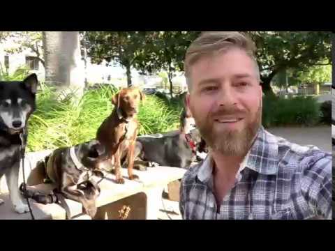 get it done dog training san diego get it done dog training san diego