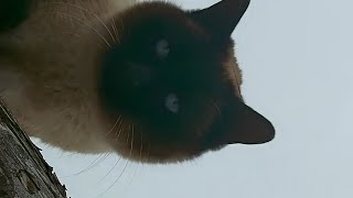 Siamese cat on the tree in the snow | 눈 오는 날, 나무 위 샴 고양이