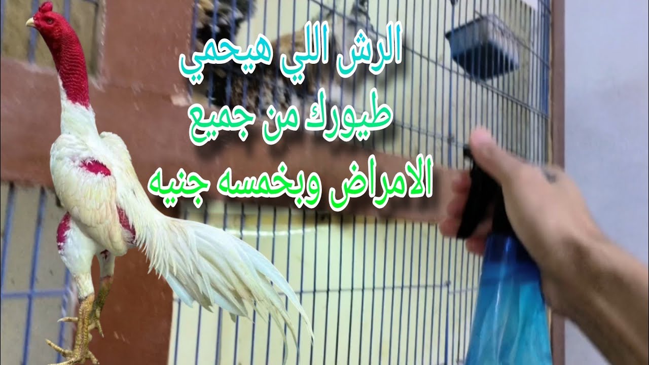 اربع نصائح لو التزمت عليهم مشروعك ناجح في تربيه الفراخ 🐔 والطيور بشكل عام 🎉💯🏆