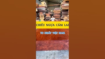 Chiếu Ngựa Cẩm Lai To Nhất Việt Nam #sapgo #phango #chieunguacamlai1tam #sapgocamlai1tam #govietbac
