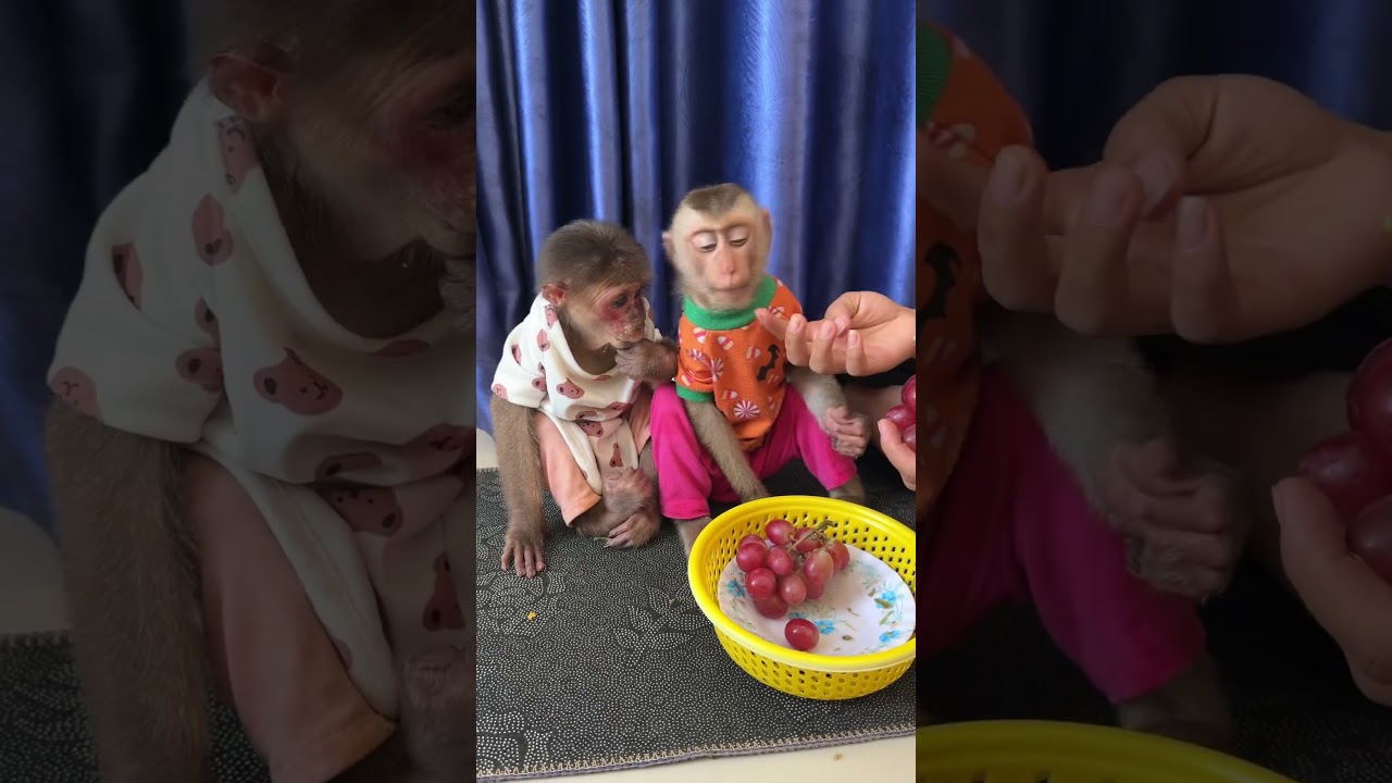 Happiness in every giggle 🐒💖 