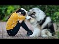 Cute is Not Enough - Funny Cats and Dogs Compilation #219