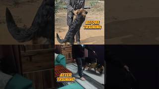 This Dog Training Method Changed Everything | By Akash Singh #dogtrainingtips #dogshorts #shorts