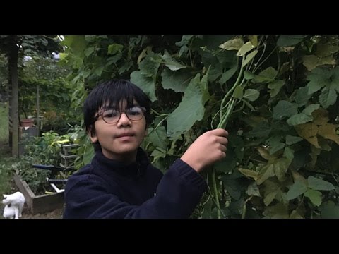 Video: Vigna - Kacang Asparagus