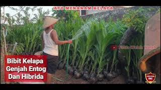 Coconut Seedling Delivery 081379575595