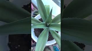 Агава - Agave Americana
