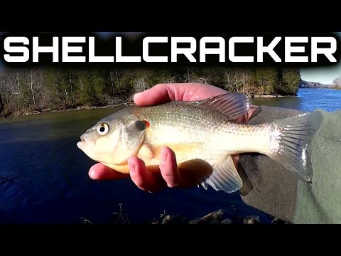 Fall Bank Fishing for Big Shellcracker & Black Nose Crappie & Testing Real  VS Fake Minnows! - Realistic Fishing