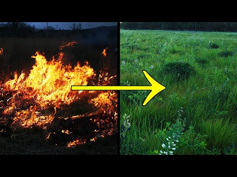 Video: Oheň (tráva): výsadba a péče
