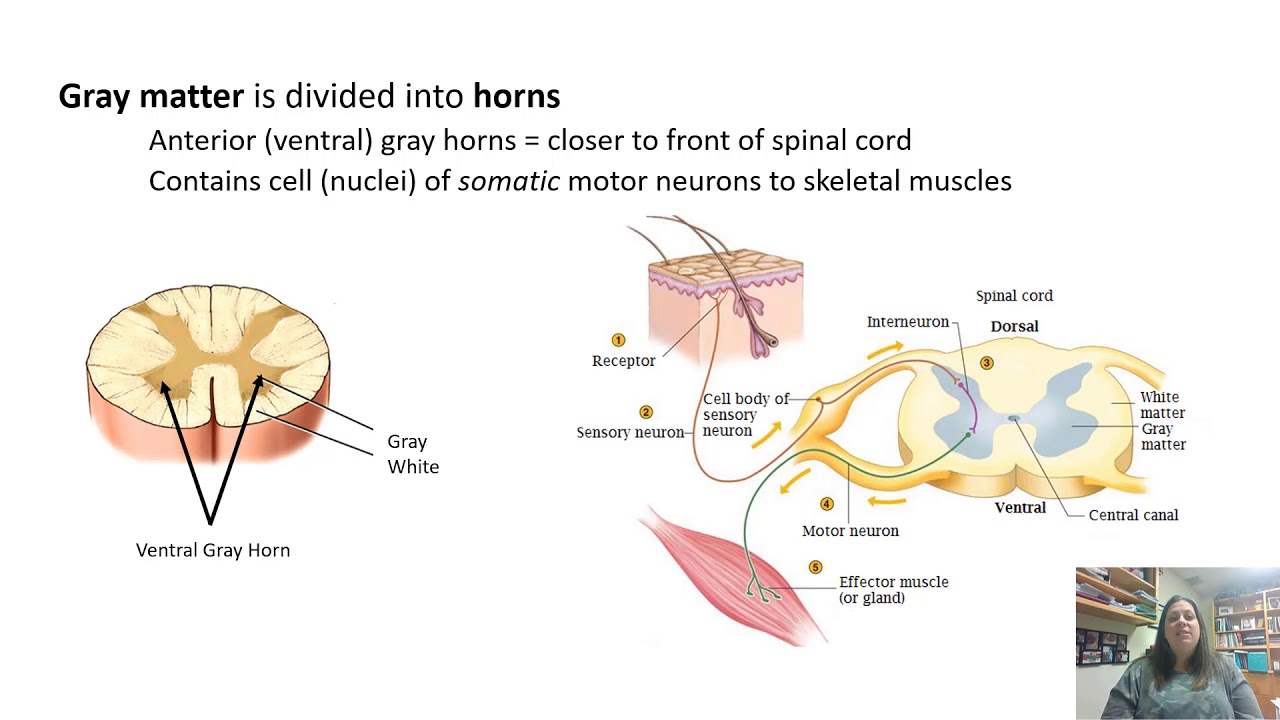 Spinal Cord and Spinal Nerves - YouTube