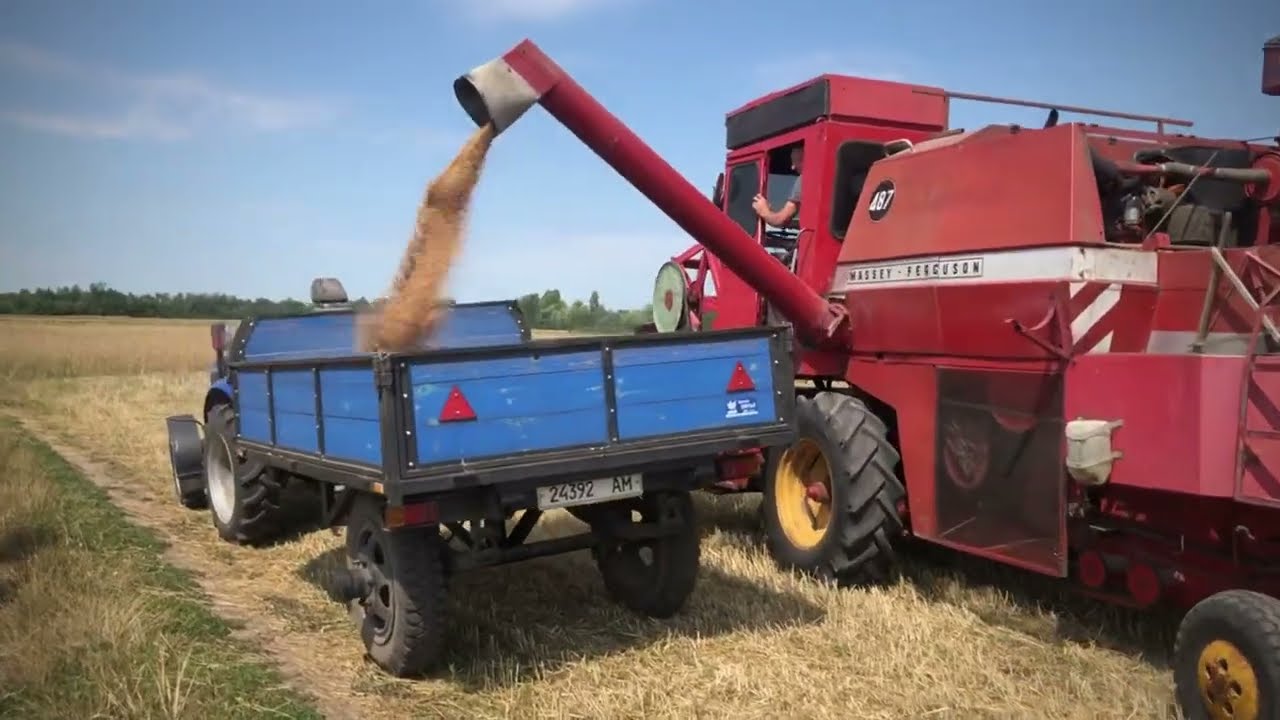 Урожайність Слава Богу 65ц/га 🇺🇦Нарешті молотимо свою пшеницю.