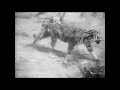 Sumatran tiger vs african lion fight  new footage  it was the lion who actually ran in the end 