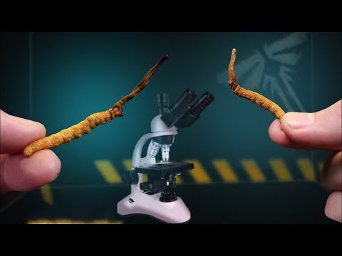 KORDİSEPS FİNALİ: LAST OF US DİZİSİ MANTARI YETİŞTİRDİM - TADINA BAKIYORUM! 8. BÇLÜM