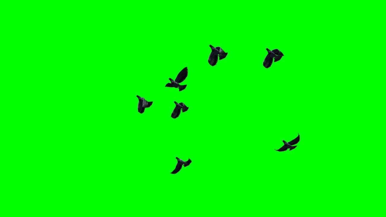 small group of pigeons flying on sky and green screen