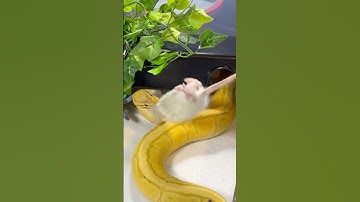 Banana Pinstripe Royal / Ball Python | #strike #short ⚡️ (13.10.24)