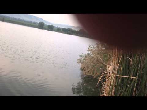 მაჩი 1 კგ კობრი