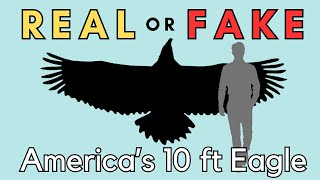 The Disputed Giant Bird - Washington's Sea Eagle