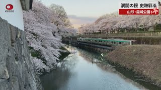 満開の桜、史跡彩る 山形・霞城公園