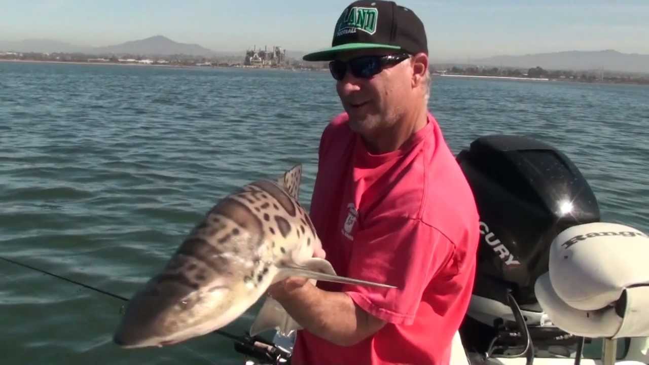 Nice Leopard Shark Fishing San Diego Bay The Reel Brothers Presents nice-leopard-shark-fishing-san-diego-bay-the-reel-brothers-presents