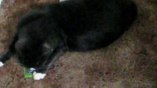 Lucky-Catnip.AVI