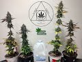 Growing 4 microcannabis plants with templegrower