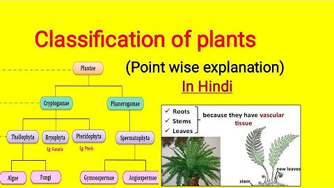 Classification of plants in Hindi | Cryptogam and Phanerogam #plantclassification