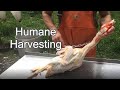 How to Gut a Muscovy Duck | Humane Harvesting Guide
