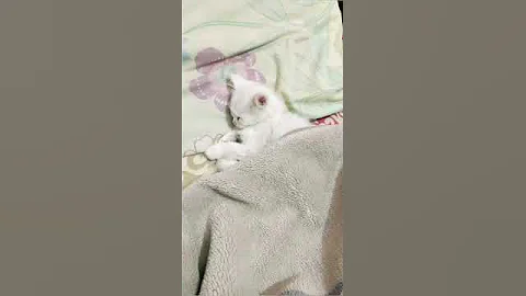 Video 2459331: cute munchkin kitten sleeping, cute munchkin baby kitten, funny baby cats cutest, amazing baby cat