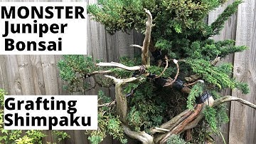 Monster Juniper bonsai - grafting shimpaku juniper onto large juniper squamata