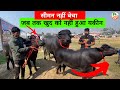 बड़े सबर 😊 का मिला किसान को बड़ा फल 👌 Best bull semen for buffalo Dairy farm Farming Leader